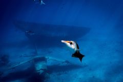 Wreck-diver-Speciality-course_res