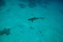 DCIM100GOPROGOPR1472.JPG