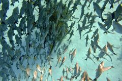 DCIM100GOPROGOPR1456.JPG