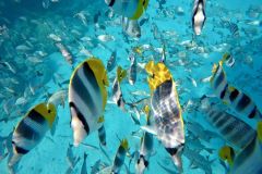 DCIM100GOPROGOPR1455.JPG