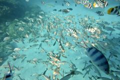 DCIM100GOPROGOPR1453.JPG