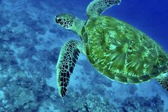 DCIM100GOPROGOPR2674.JPG