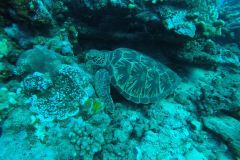 DCIM100GOPROGOPR4312.JPG