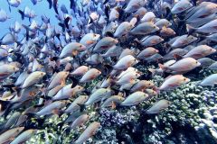 Rec-diving-9_res